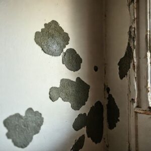Por que manchas de mofo podem ser sinal de vazamento oculto